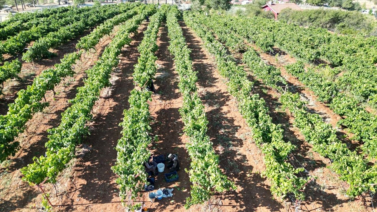 Isparta Kuyucak'ta Devlet Destekli Bağlarda Üzüm Hasadı Başladı