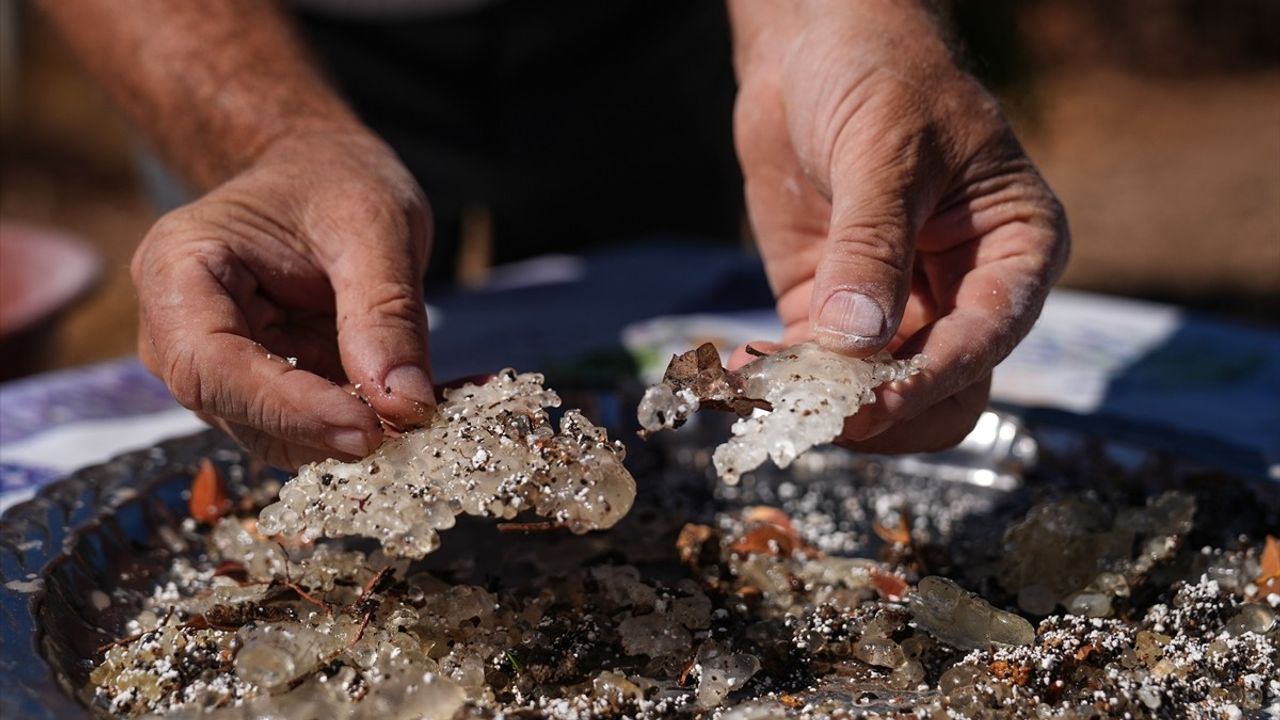 İzmir'de 'Altın Damlayan Ağaç' Sakız Ağaçları 15 Yılda 100 Kat Arttı