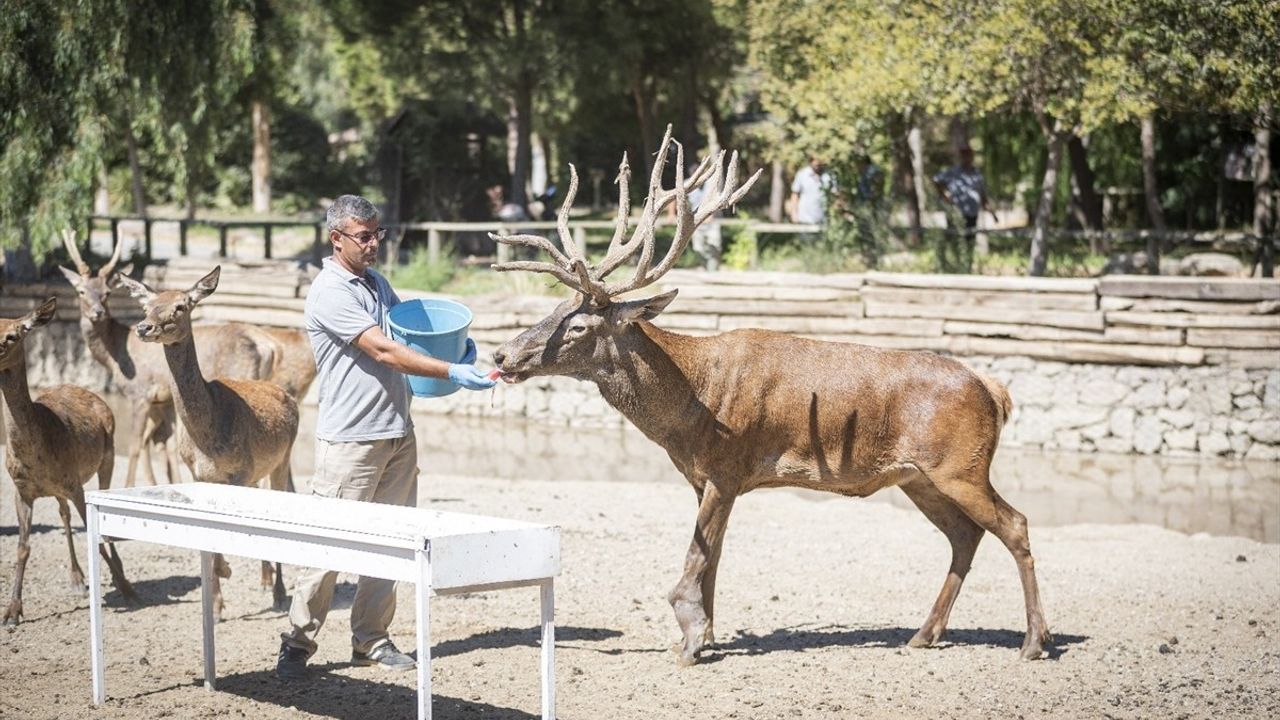 İzmir'de Yaralı Kızıl Geyik 'Paşa' İyileşip Sürüsüne Kavuştu