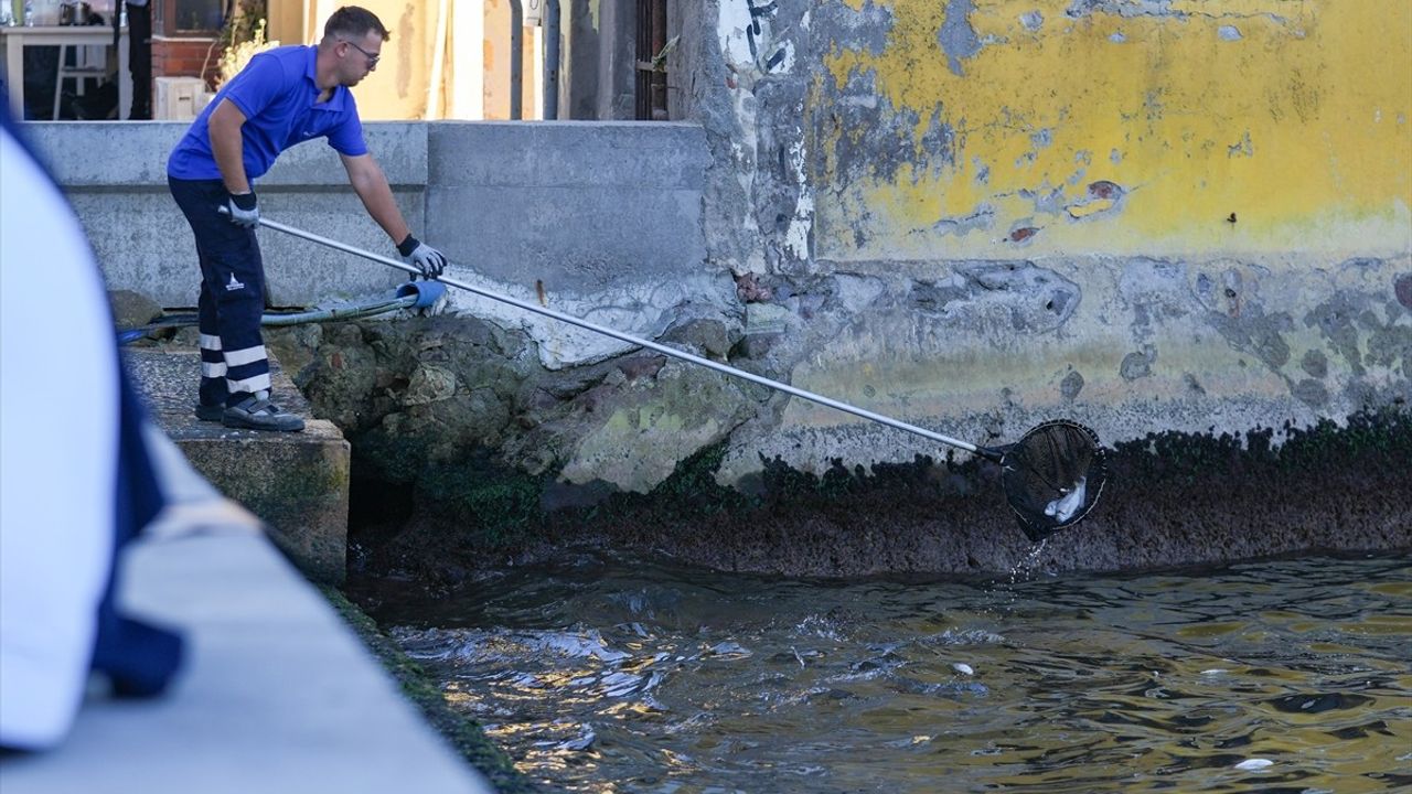 İzmir Körfezi'nde Balık Ölümleri Sürüyor — Pasaport ve Üçkuyular
