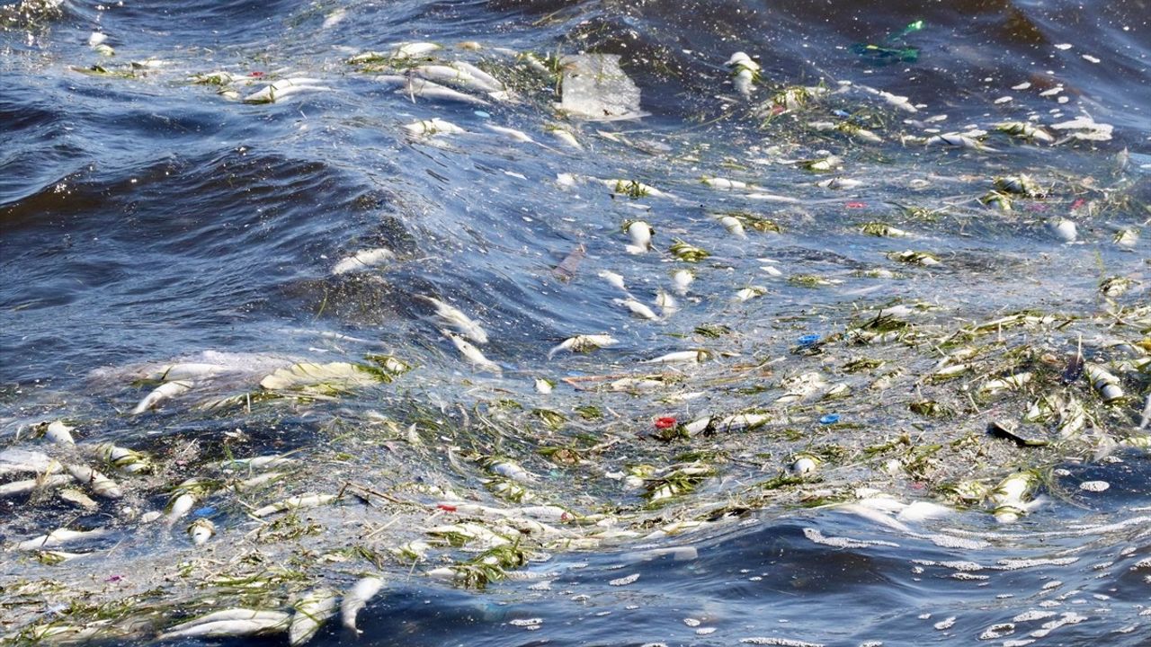 İzmir Körfezi'nde Balık Ölümleri Sürüyor: Üçkuyular Kıyısına Ölü Balıklar