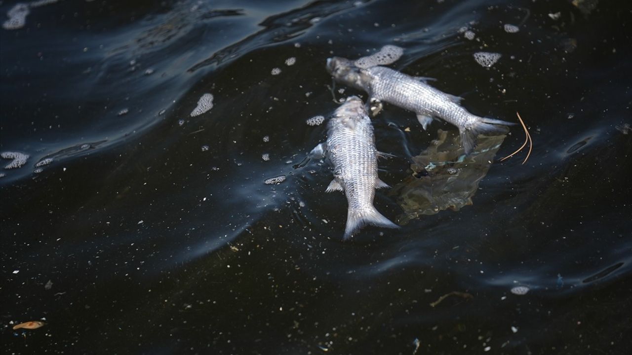 İzmir Körfezi'nde Balık Ölümleri Üçkuyular'da Devam Ediyor