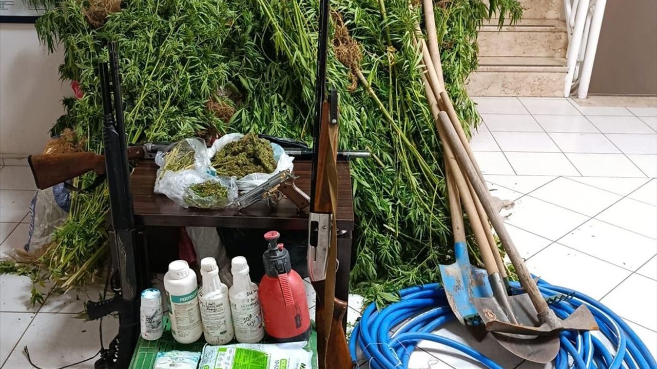 İzmir Menderes'te Ormanlık Alanda 68 Kök Hint Keneviri: Şüpheli Gözaltında