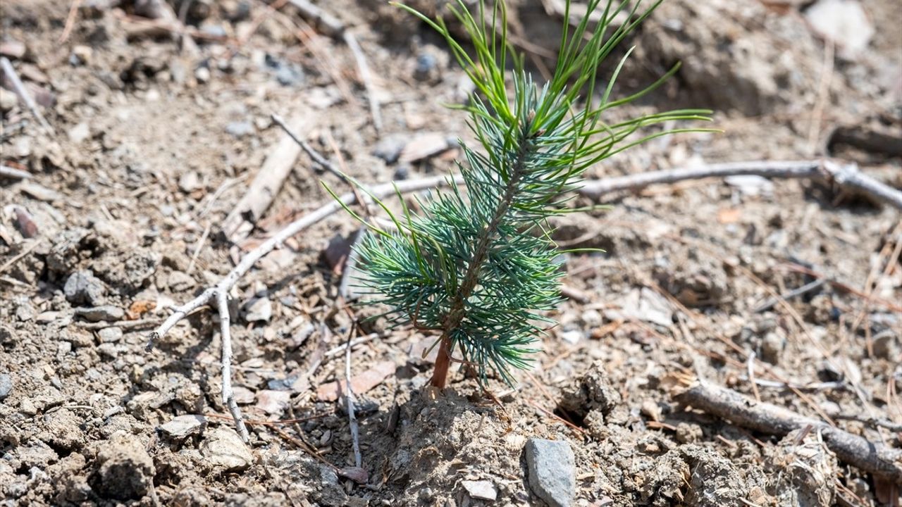 İzmir Yamanlar'da 15 Ağustos Yangını Sonrası Ağaçlandırma Hızlandı