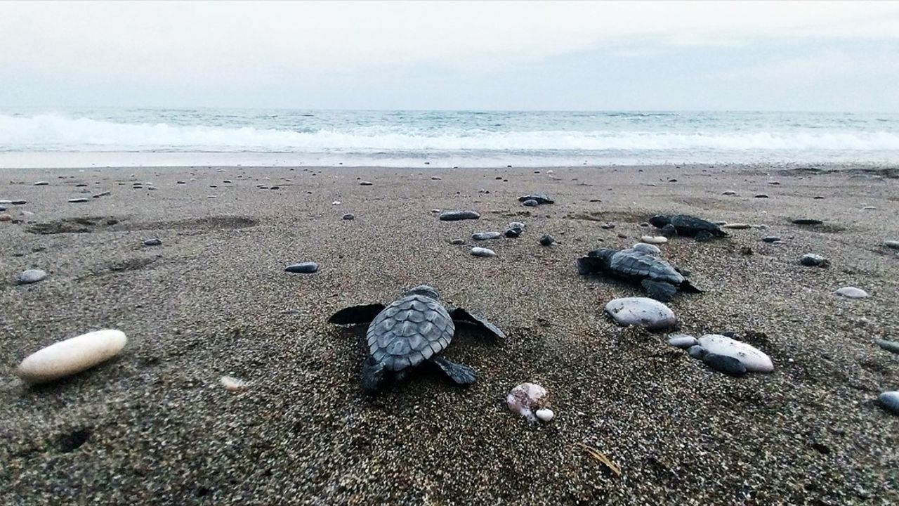 İztuzu'nda 30 Bin Caretta Caretta Yavrusu Maviyle Buluştu