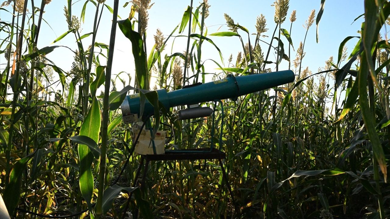 Kahramanmaraş'ta Çiftçiler Akdarıyı Dronla Kuşlardan Koruyor