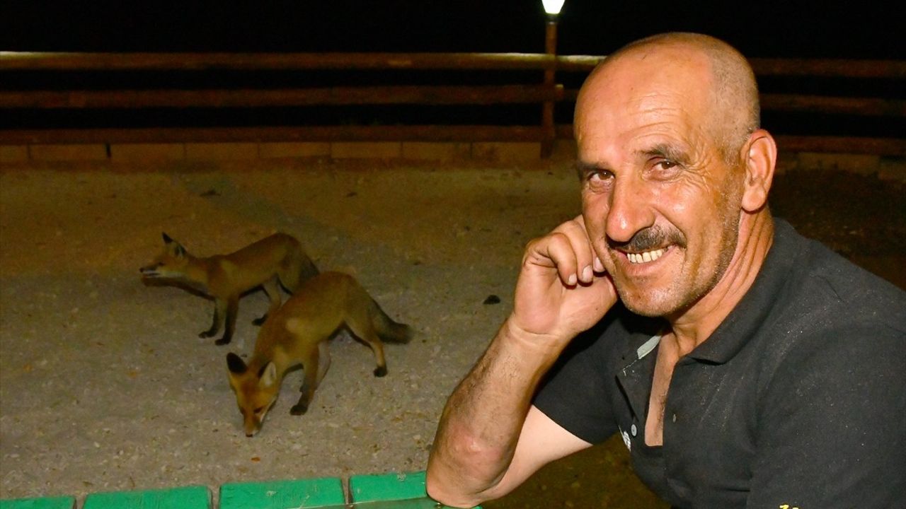 Kars'ta 4 Kızıl Tilki Yavrusu Mahalleye İndi: Her Akşam Vatandaşlar Besliyor