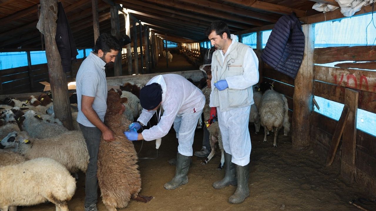Kars'ta Küçükbaş Aşı Seferberliği: 1,5 Milyon Koyun ve Keçi Korunuyor