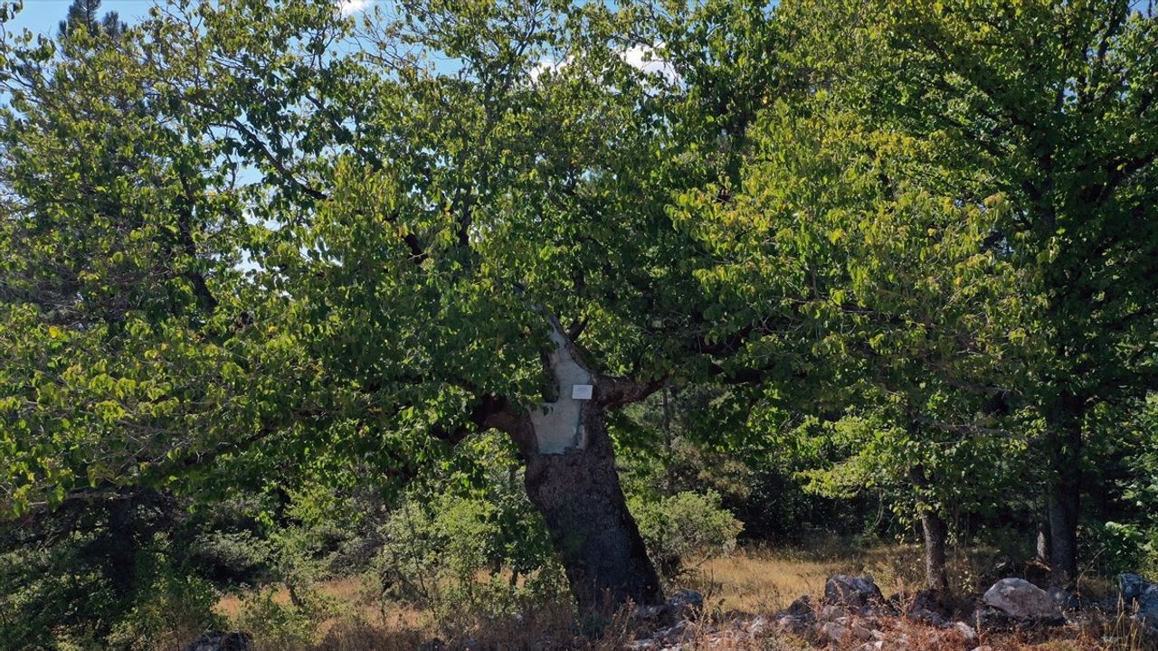 Kastamonu'da 500 Yıllık Türk Fındığı Ağaçları Meyve Veriyor