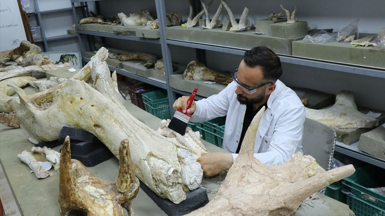 Kayseri'de 7,7 Milyon Yıllık 3 Fil Kafatası Bulundu