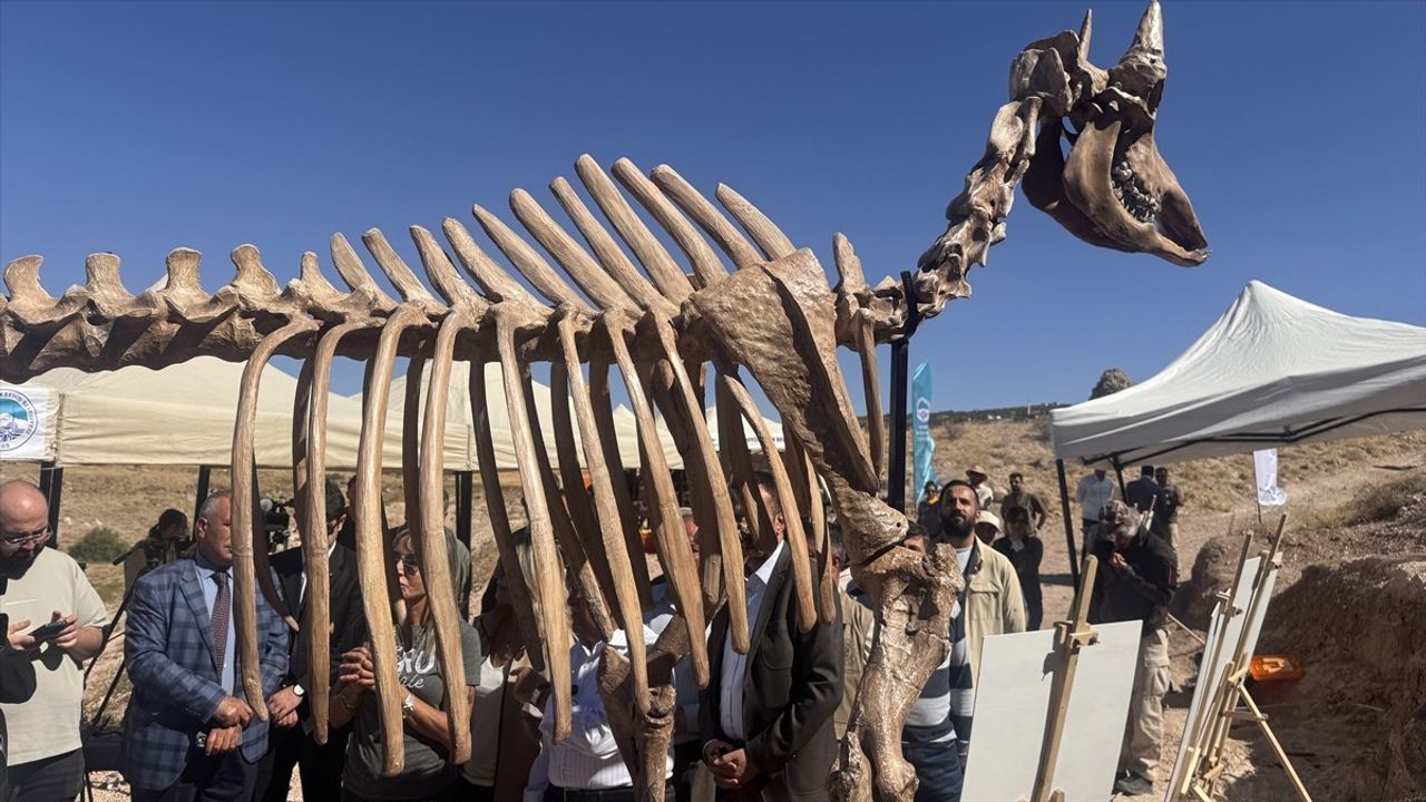 Kayseri'de 7,7 Milyon Yıllık Kılıç Dişli Kaplan Fosili Bulundu