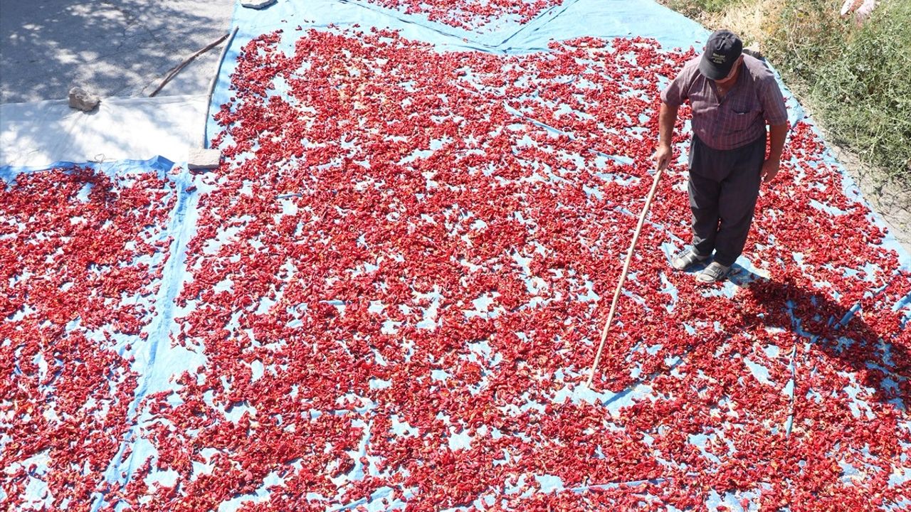 Kayseri'de Cırgalan Biberi Damlarda Kurutulup Sofralara Lezzet Katıyor