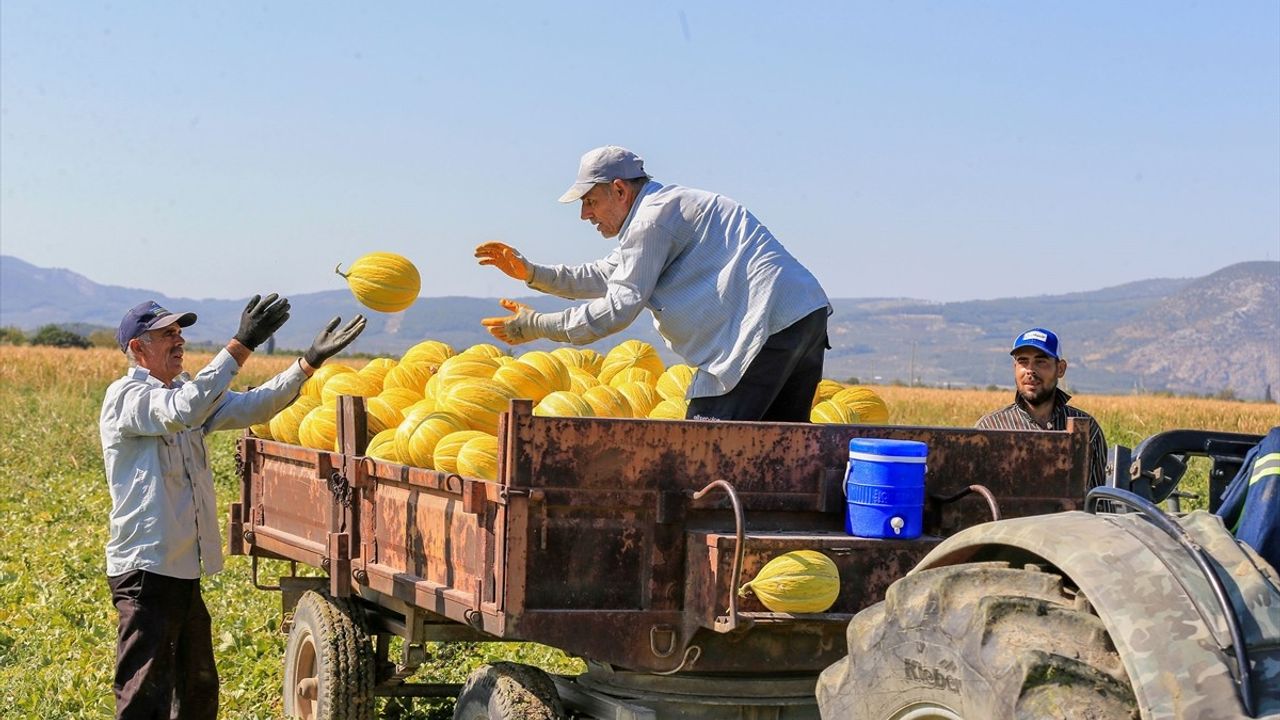 Kırkağaç Kavunu AB Coğrafi İşaretli: Hasat ve Kışa Hazırlık Sürüyor