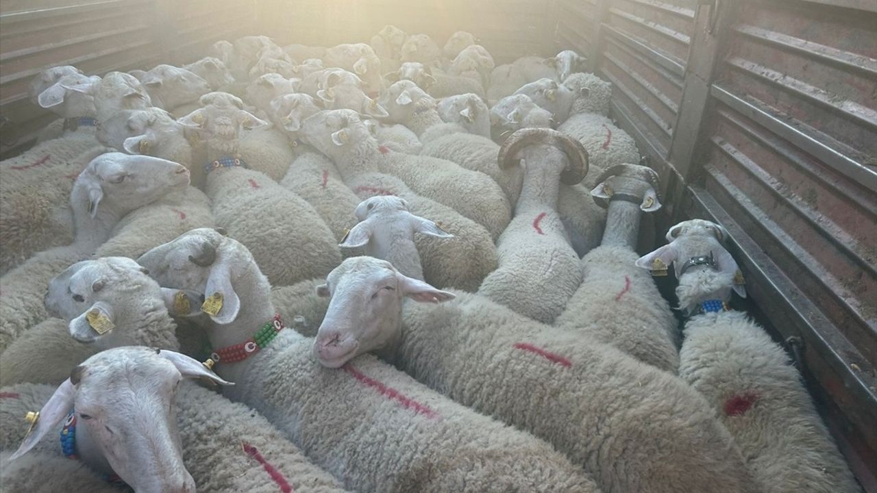 Kırklareli'ne Kaçak Getirilen 57 Küçükbaş İçin 105 bin lira Ceza