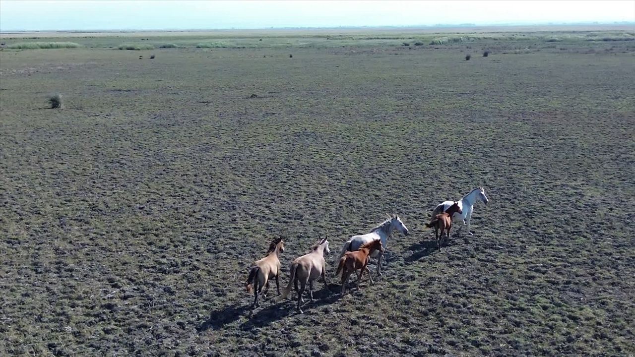 Kızılırmak Deltası'nda Yaklaşık 450 Yılkı Atı Özgürce Yaşıyor