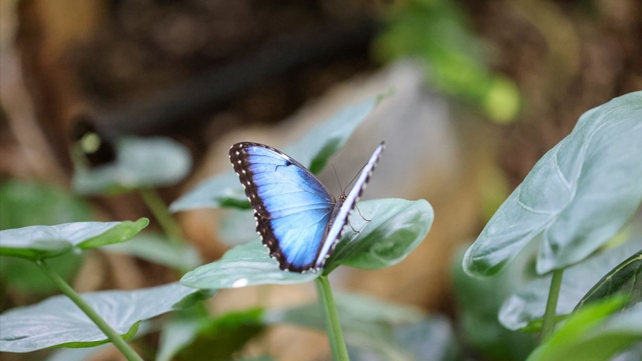 Konya Tropikal Kelebek Bahçesi Yaz Döneminde 272 bin 491 Ziyaretçi Ağırladı