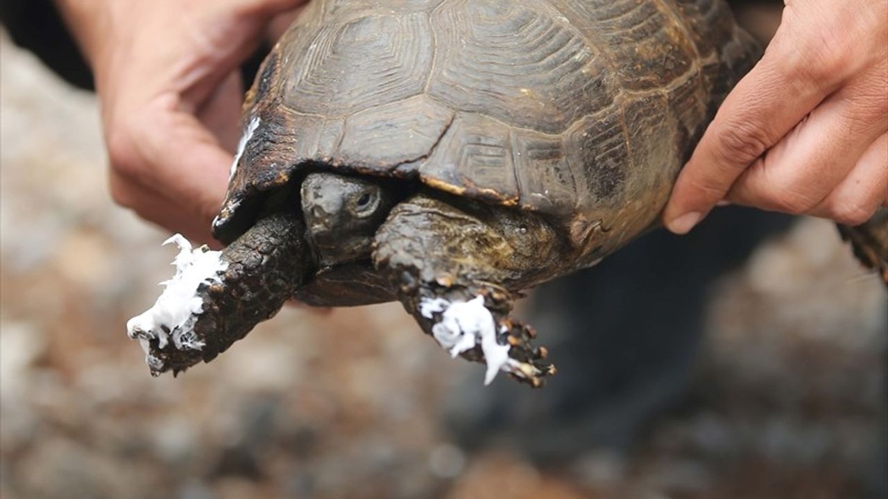 Köyceğiz'de Orman Yangınında Yaralanan Kaplumbağa UMKE Tarafından Kurtarıldı