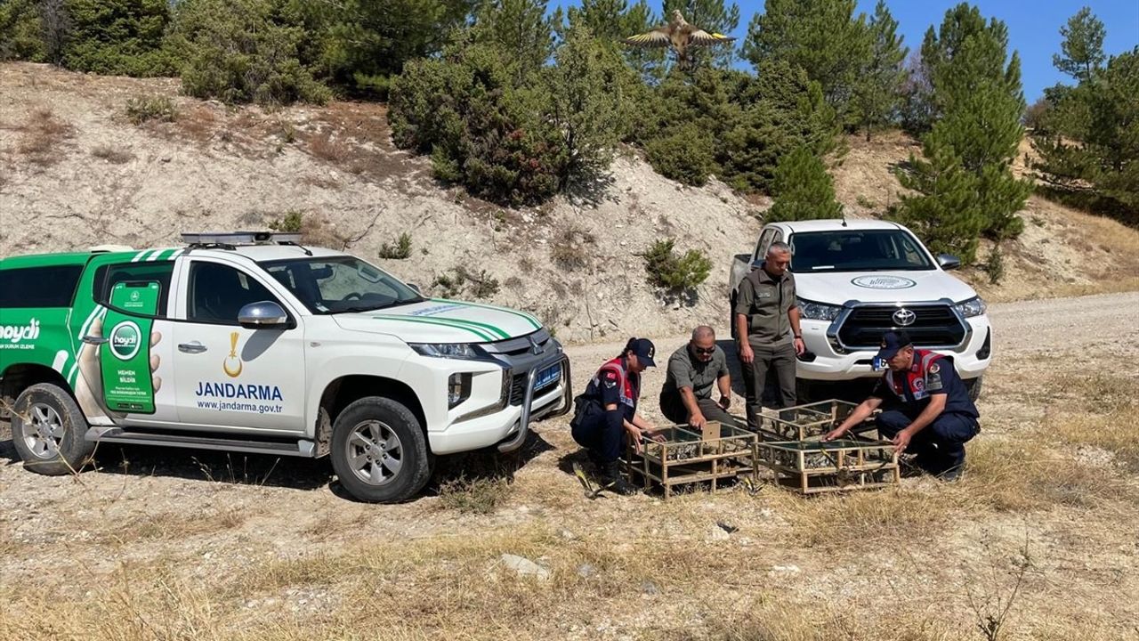 Kütahya'da 142 Saka Kuşu Operasyonla Ele Geçirildi, Doğaya Salındı