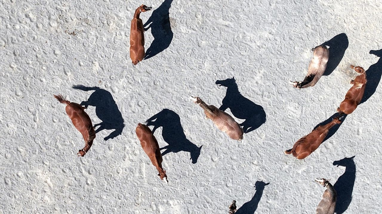 Malatya'da 5 Yılda 470 Safkan Arap Tayından 210 Milyon Lira Gelir