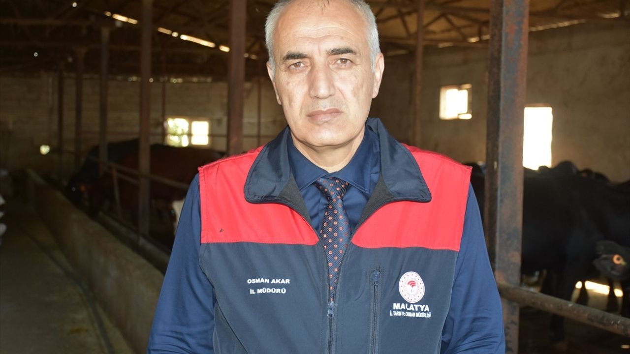 Malatya'da Besicilere 2 bin 932 Damızlık Büyükbaş: 'Kırsalda Bereket' Projesiyle Destek