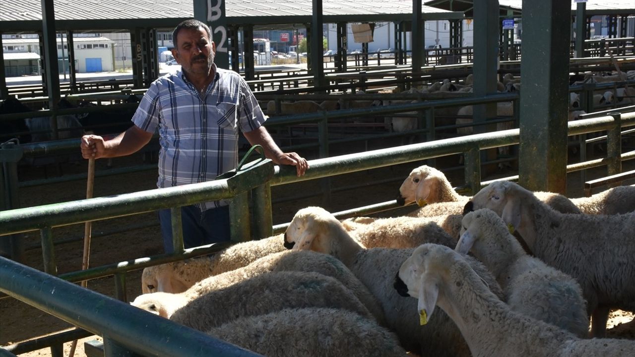 Malatya'da şap nedeniyle kapatılan canlı hayvan pazarı yeniden açıldı
