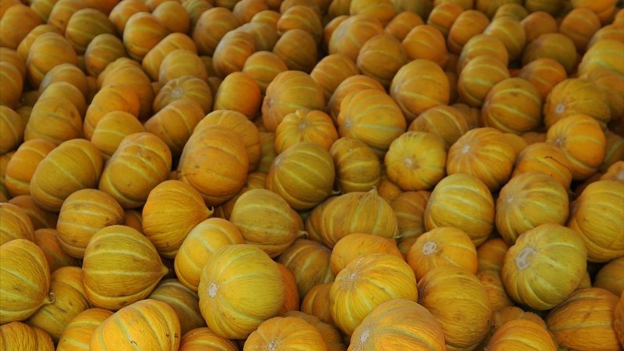 Muğla'da Karabağlar Yaylası'nda 400 Dekarda Kavun Hasadı