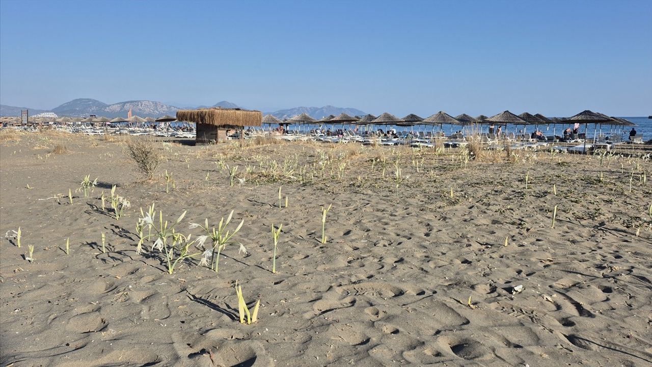 Muğla'da Kum Zambakları Sarıgerme Sahilini Beyaza Bürüdü