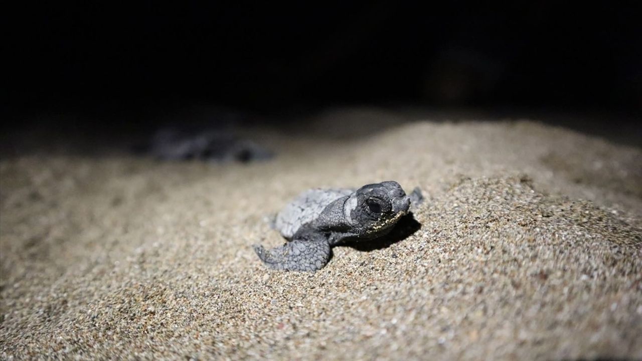 Muğla İztuzu'nda "Atlas"ın Yavruları Denizle Buluştu