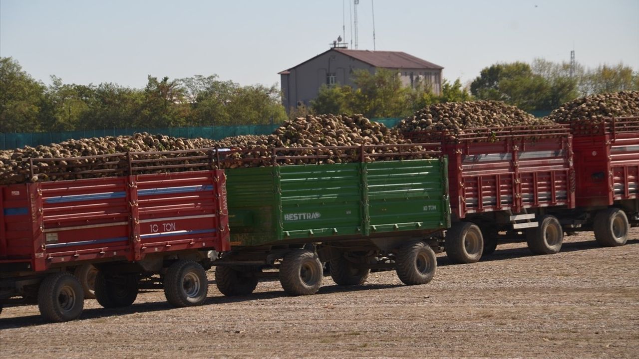 Muş Şeker Fabrikası'nda 44. Dönem Pancar Alımı Başladı
