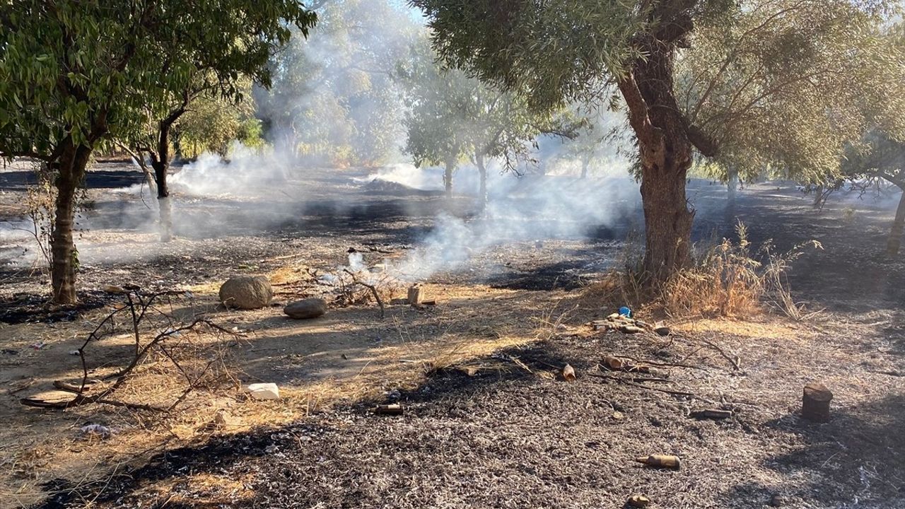 Nazilli'de Zeytinlik Yangını Havadan ve Karadan Müdahaleyle Kontrol Altına Alındı