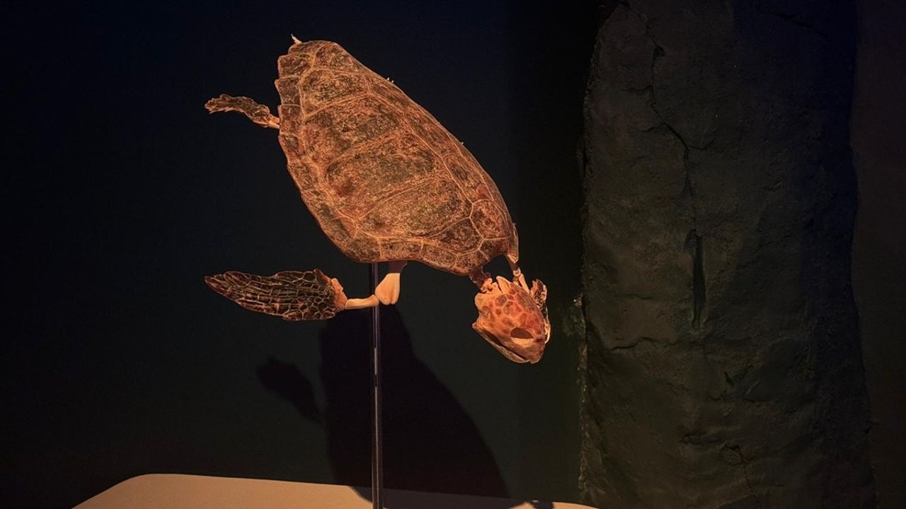 Okyanusun Devleri İstanbul'da Açıldı: TÜDAV'ın Dev Deniz Memelileri Sergisi