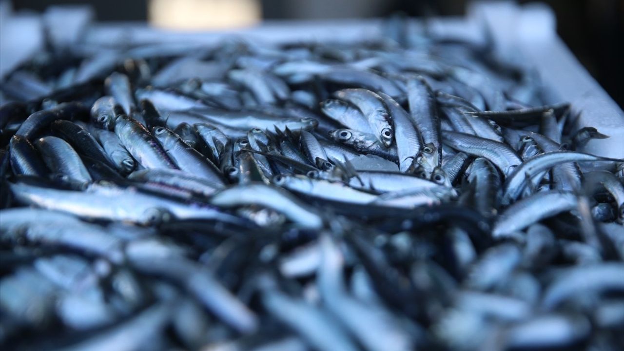 Ordu'da Hamsi Bereketi: Balıkçılar Limana Kasalarla Döndü