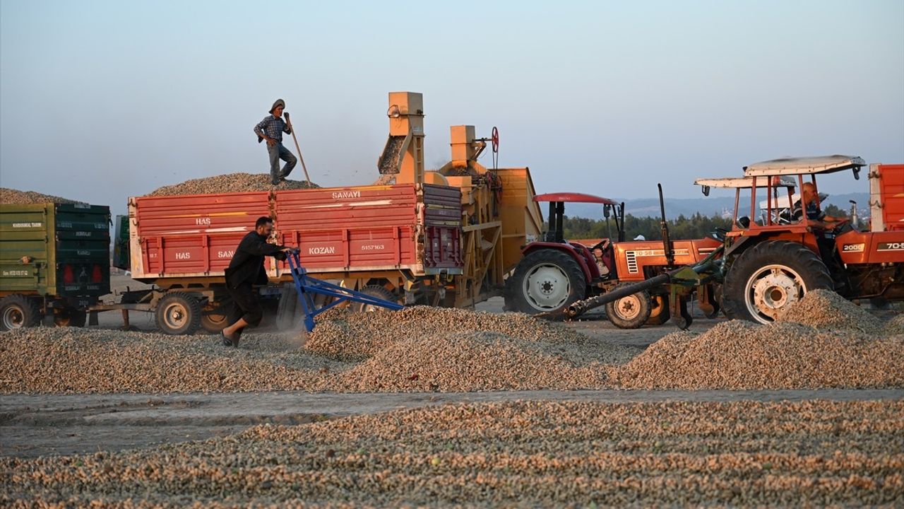 Osmaniye'de Tescilli Yer Fıstığı Hasadı Başladı — 127 Bin Dekarda Rekolte Beklentisi