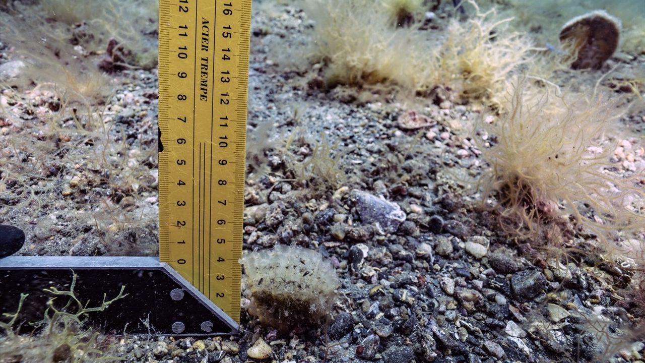 PİNA-İZ'in 'Umut Pina'sı Marmara'ya umut verdi