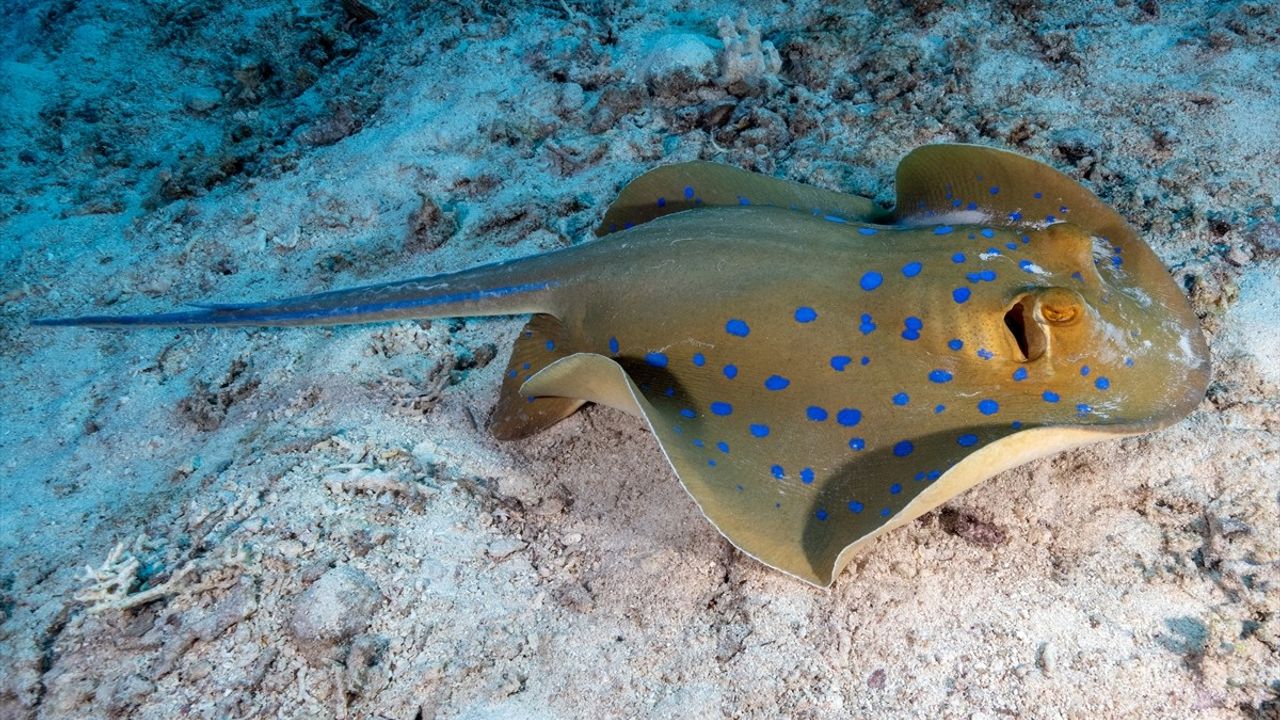 Ras Muhammed Milli Parkı: Kızıldeniz’in Dalış Cenneti ve UNESCO Mirası