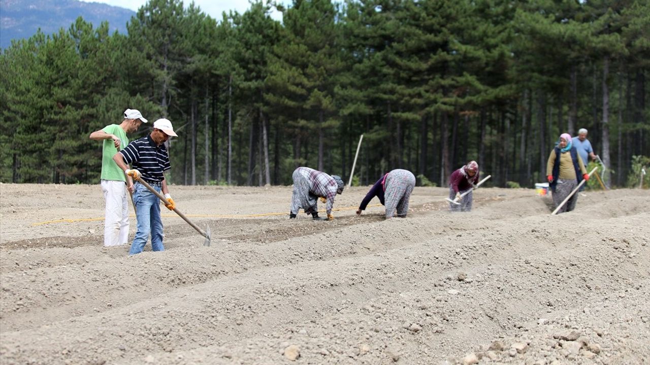 Safranbolu'da AB Tescilli Safranın Ekimi Sürüyor