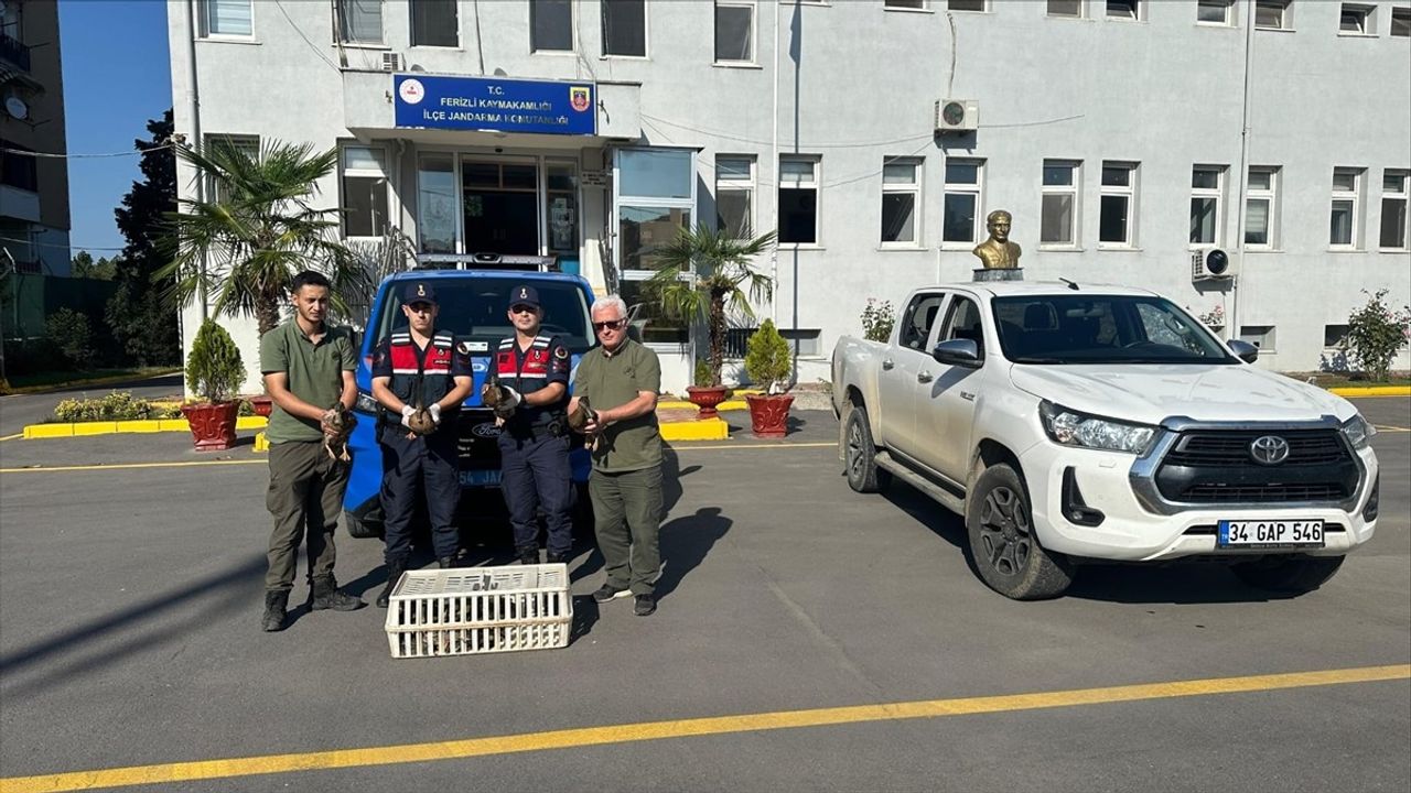 Sakarya'da Avda Kullanılan 16 Yaban Ördeği Koruma Altına Alındı