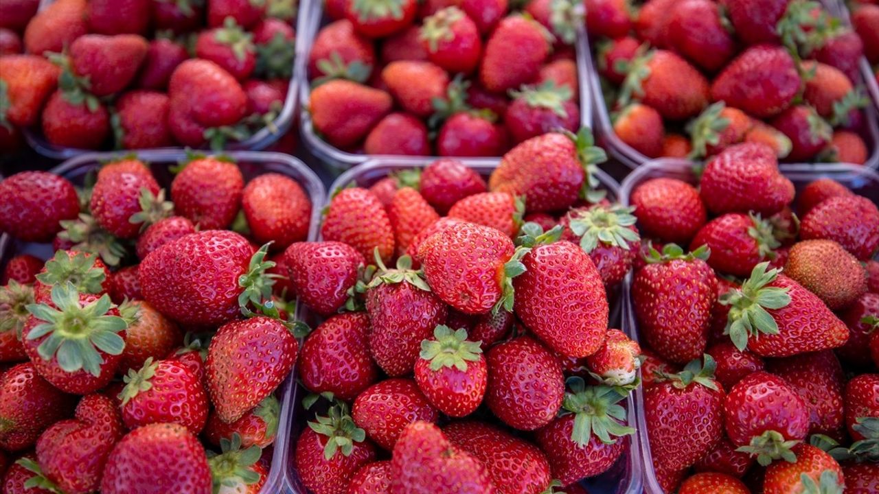 Sakarya Pamukova'da 3. Çilek Festivali Coşkuyla Gerçekleşti