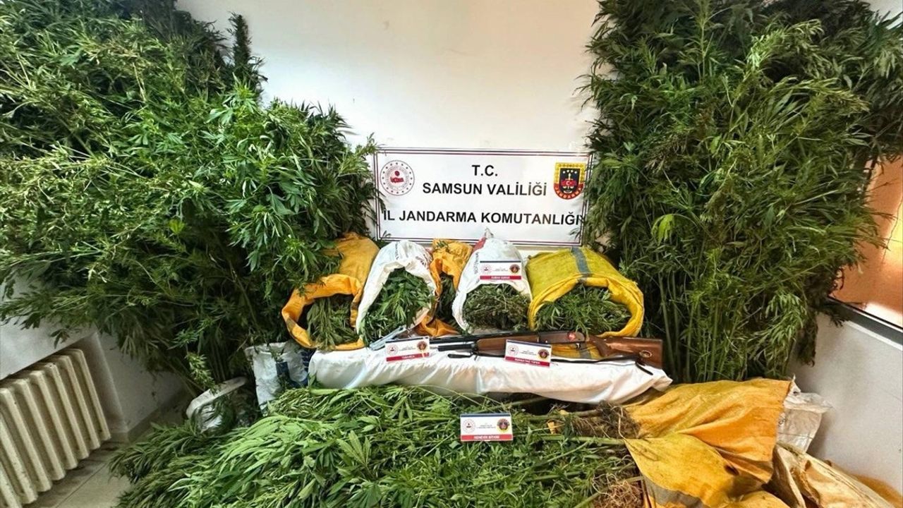 Samsun'da fındık bahçesine kenevir eken baba ve oğlu tutuklandı