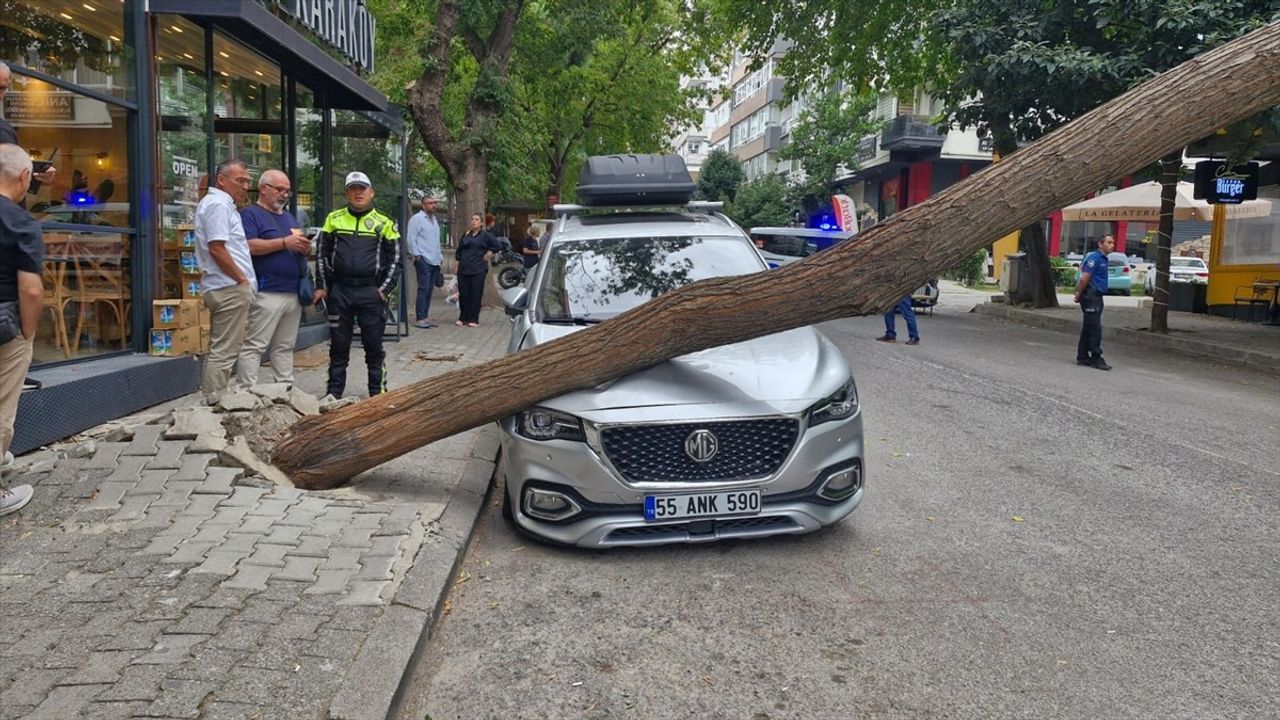 Samsun'da Kökünden Kopan Ağaç Park Halindeki Araca Devrildi