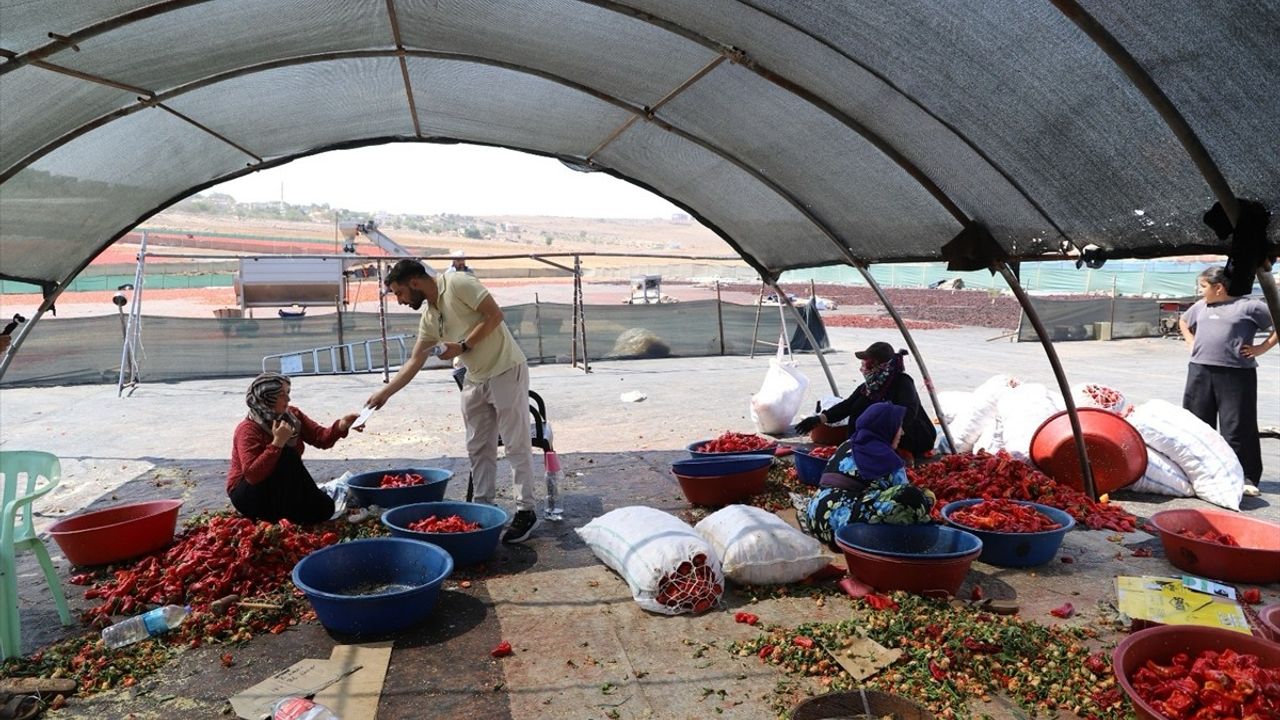 Şanlıurfa'da Mevsimlik Tarım İşçilerine Mobil Sağlık Hizmeti