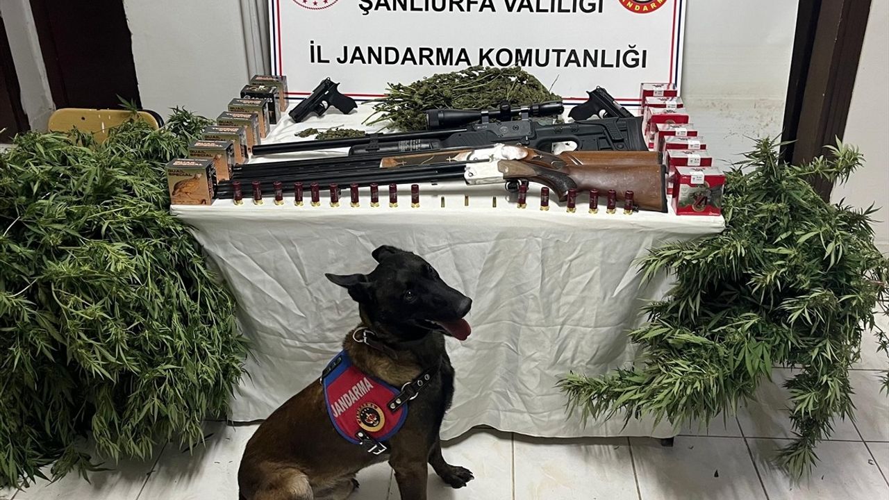 Şanlıurfa Harran'da Uyuşturucu ve Silah Kaçakçılığı Operasyonunda 3 Gözaltı