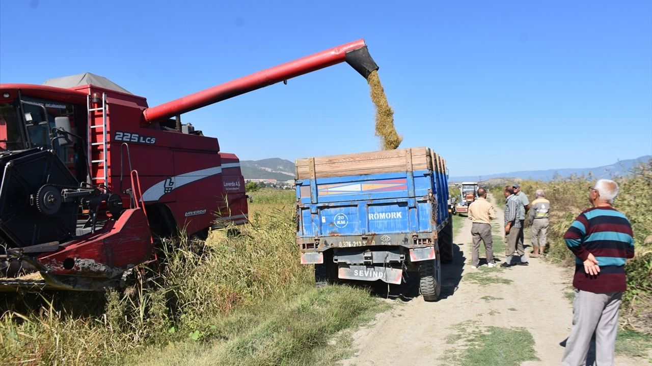 Sinop Boyabat'ta 17 bin 484 dekar çeltik hasadı başladı