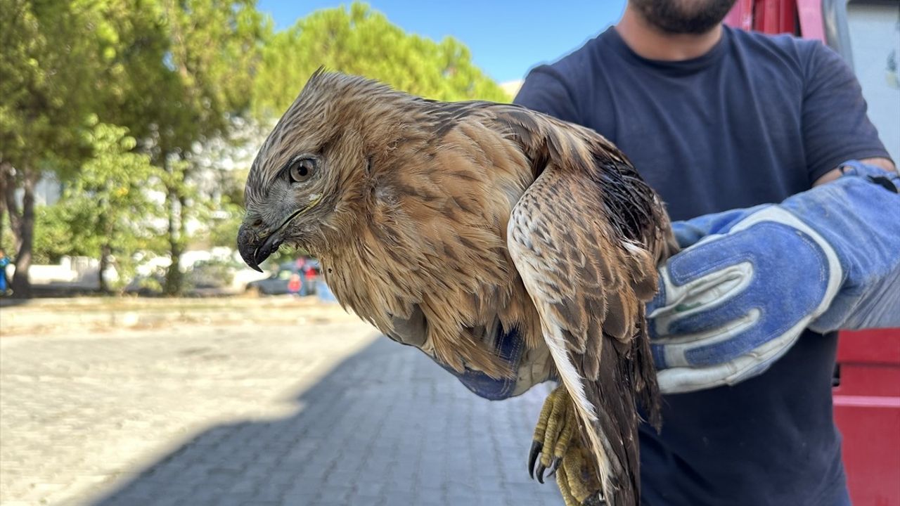 Sinop'ta Yaralı Kızıl Şahin Sarıkum'a Sevk Edildi