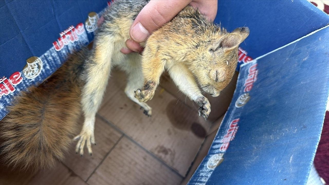 Şırnak'ta Yaralı 3 Kuş ve Sincap Tedavi Altına Alındı — Doğaya Salınacak