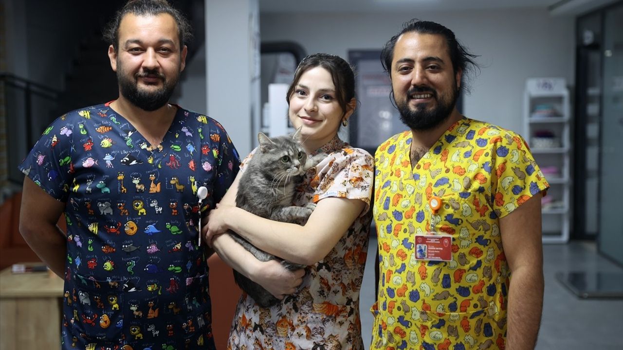 Sivas'ta zehirlenen sahipsiz kedi 'Kestane' kliniğin önünde bulundu, iyileşti
