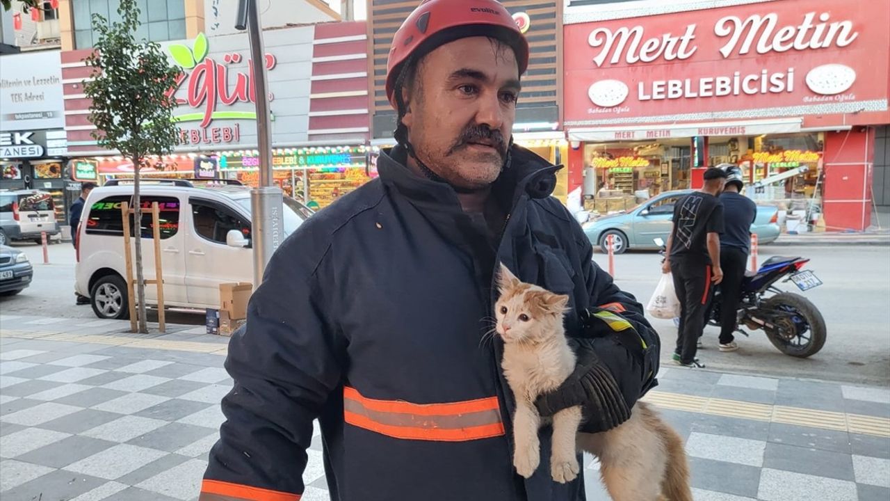 Sungurlu'da Ağaçta Mahsur Kalan Kedi İtfaiye Ekiplerince Kurtarıldı