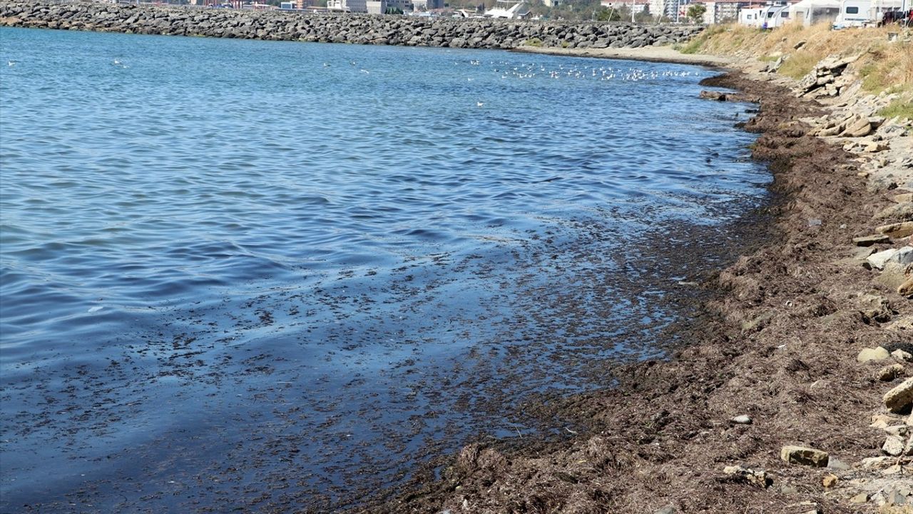 Tekirdağ Sahilinde Poyrazın Etkisiyle Kırmızı Yosun Birikmesi