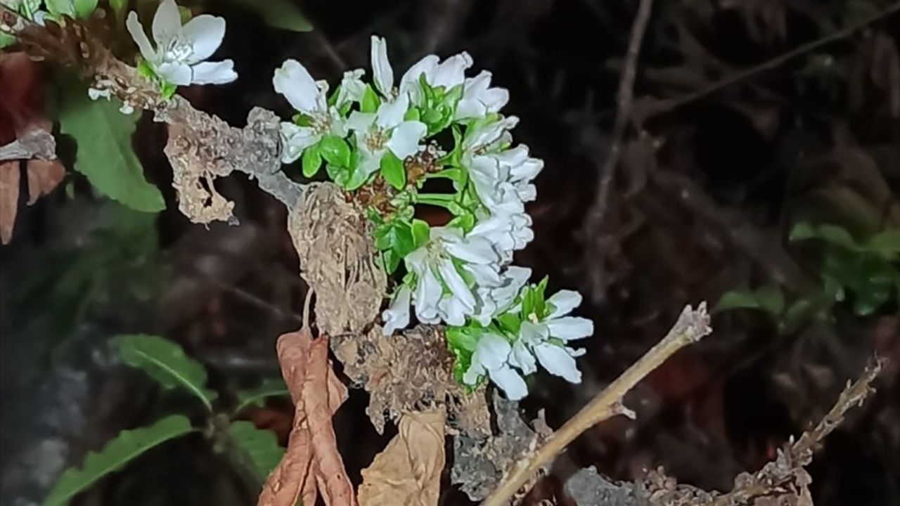 Tokat Pazar'da Kiraz Ağaçları Eylülde Yeniden Çiçek Açtı