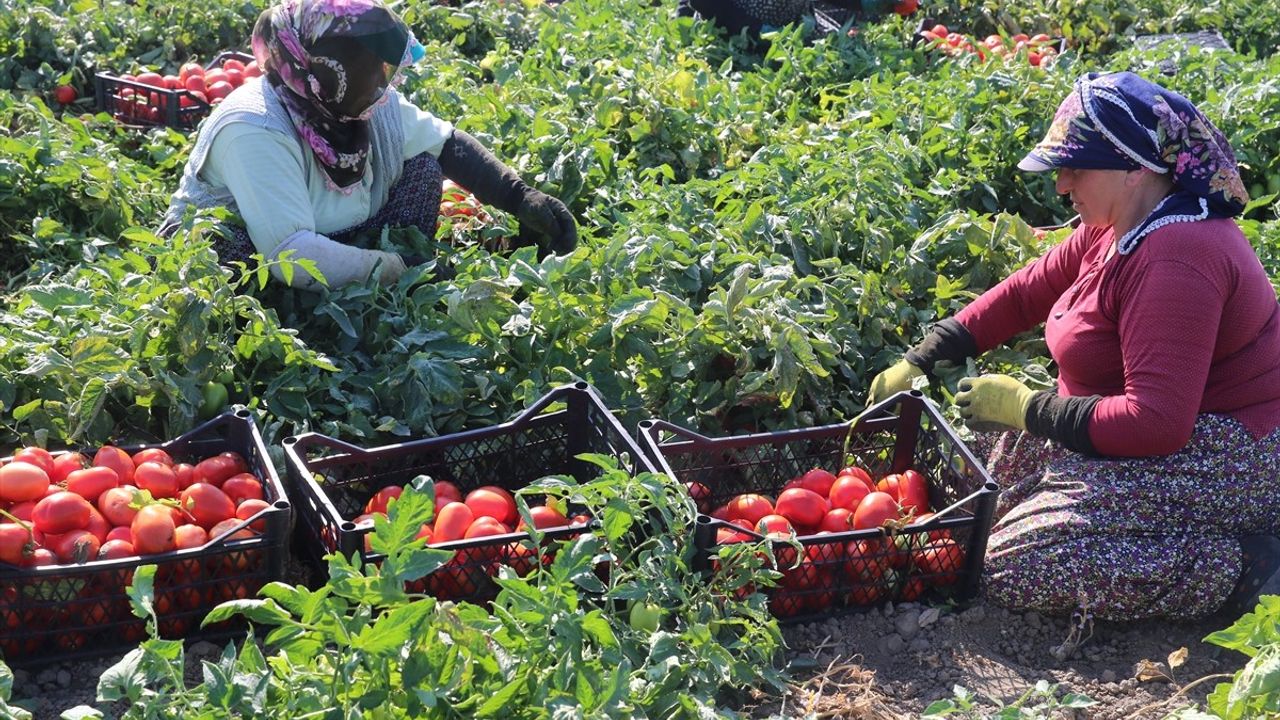 Tokat'ta Domates Hasadı Sürüyor: Pazar'da Verim ve Fiyat Artışı